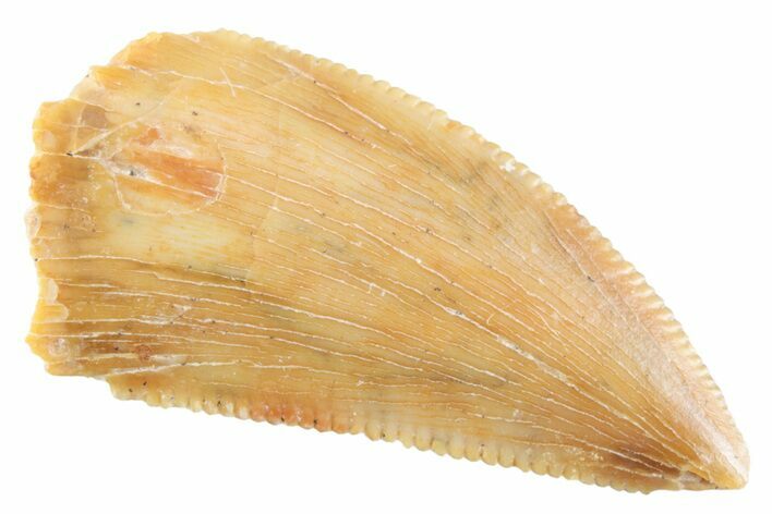 Serrated Raptor Tooth - Real Dinosaur Tooth #364812
